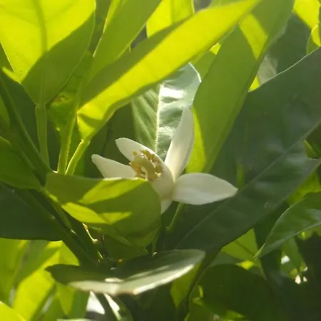 卡萨萨托利住宿加早餐旅馆 酒店