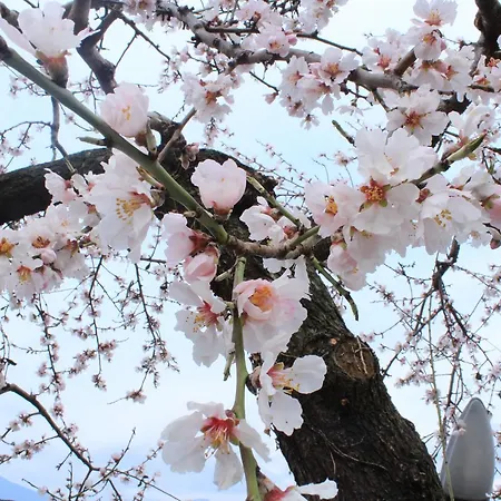 卡萨萨托利住宿加早餐旅馆 马尔切西内